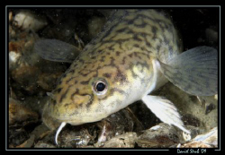 Burbot, taken on a night dive with Sven. Great dive. by Daniel Strub 